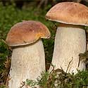 Gather mushrooms on La Palma